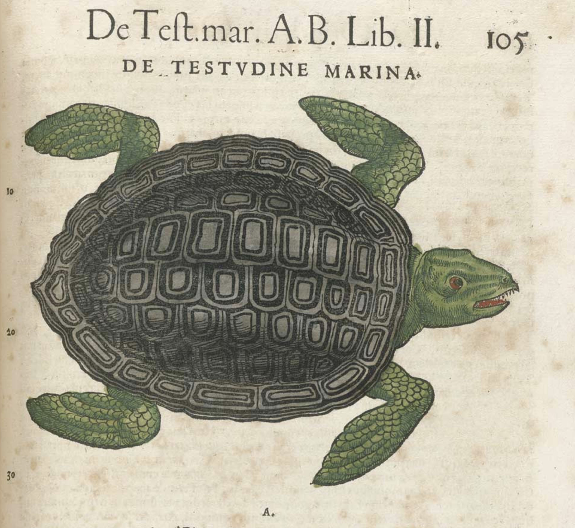 Turtles Brian O/Connell